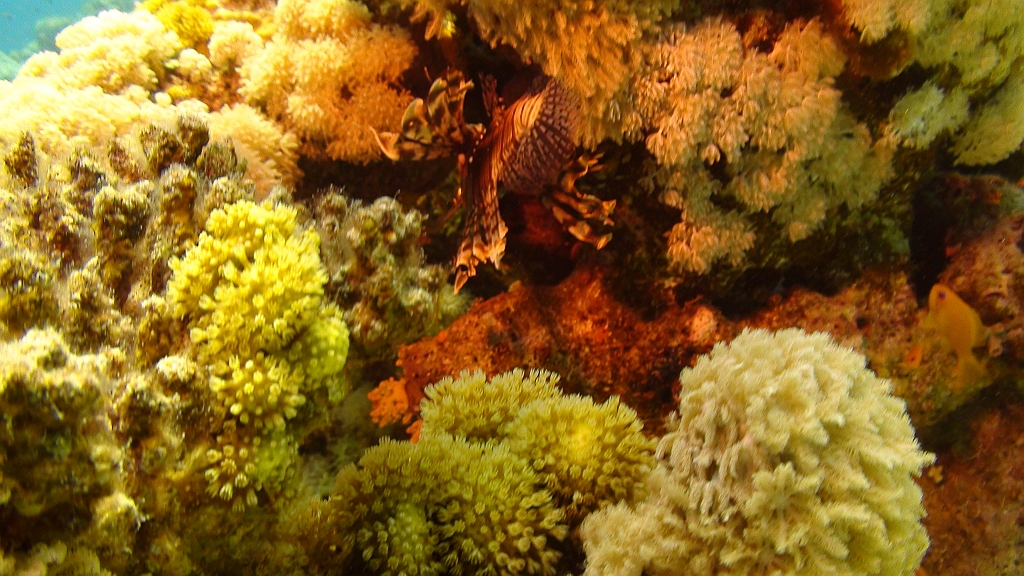 Original image